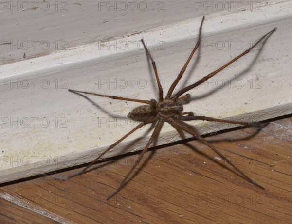 Giant House Spider