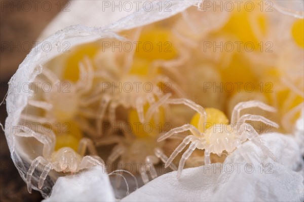 Trapdoor Spider