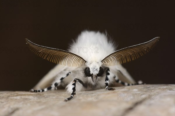 White white satin moth