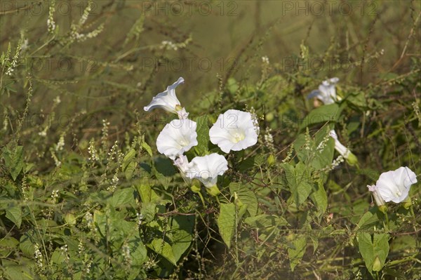 Hedge Bindweed