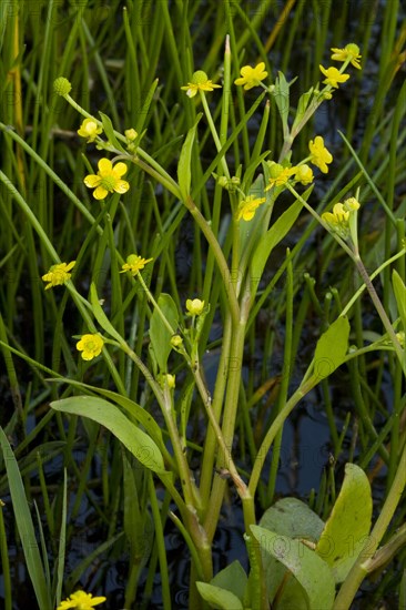 Adder's tongue spearwort