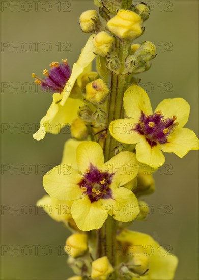 Dark mullein