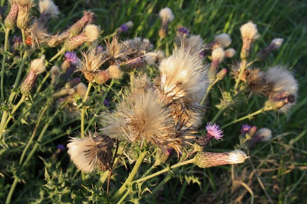 Creeping Thistle