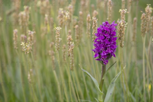 Flowering Northern Marsh Orchid