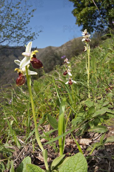 Early Spider Orchid