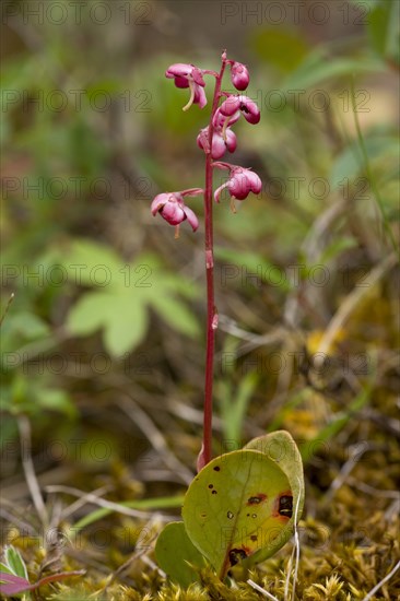 Pink wintergreen