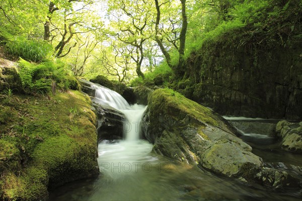 Woodland stream with cascades