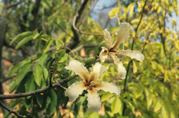 Silk floss tree