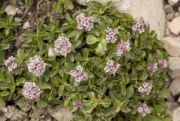 Dwarf Valerian