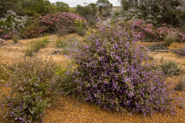 Crinkle-leaved Firebush