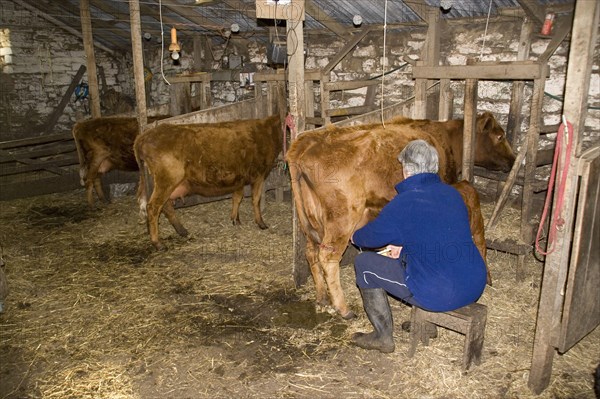 Farmer milks by hand