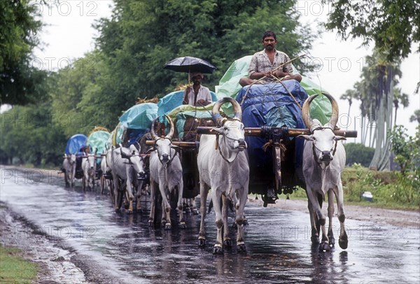 Bullock carts on rainy day