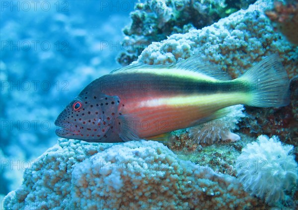 Black-sided hawkfish