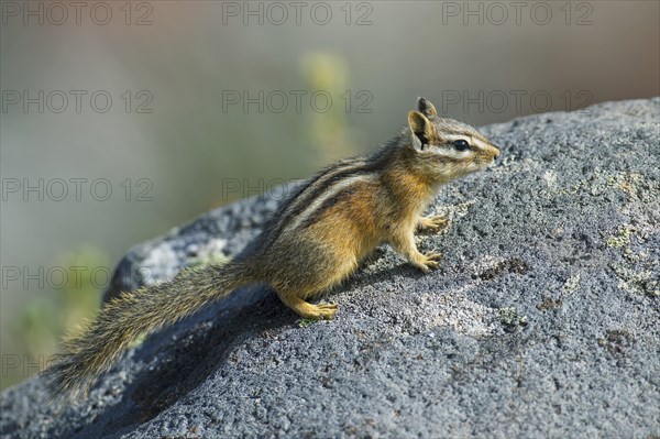 Least chipmunk