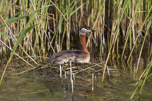 Red-necked grebe