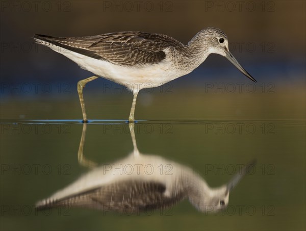 Reflection of the common greenshank