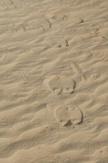 (Camelus dromedarius), foot prints