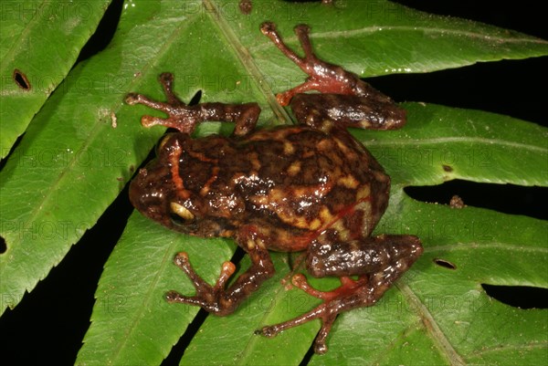 Fire rain frog