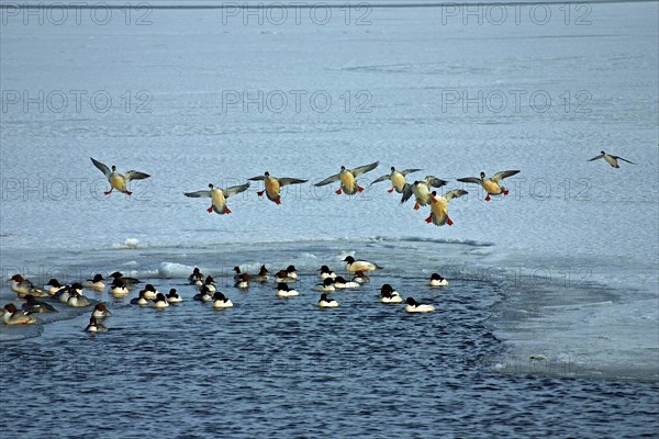 Goosander