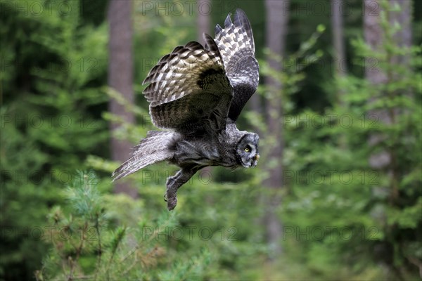 Great Grey Owl