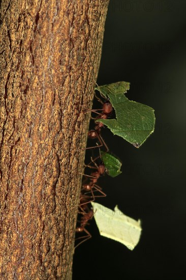 Leafcutter ant