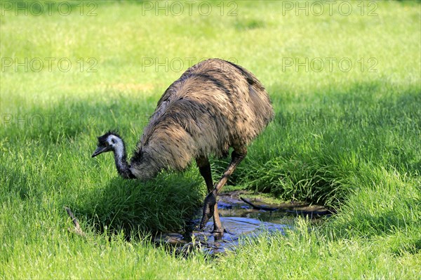 Emu