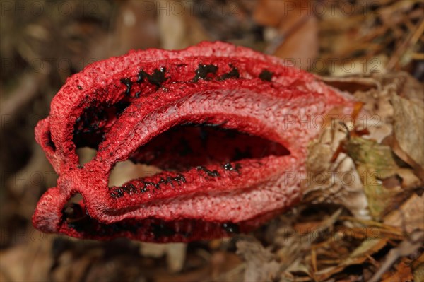 Octopus mushroom