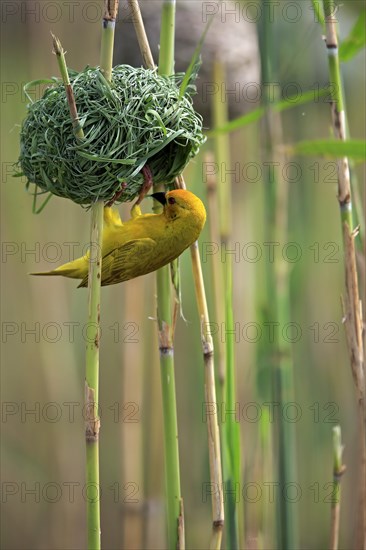 Yellow-bellied weaver