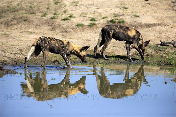 African Wild Dogs