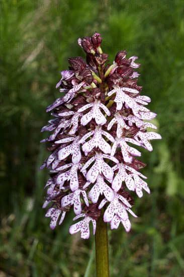 Lady Orchid