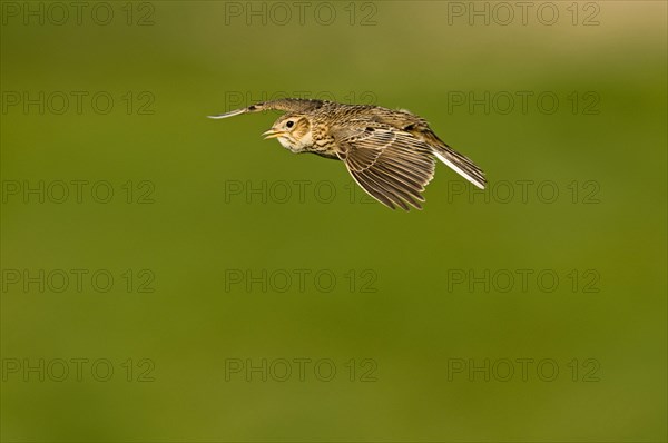 Skylark