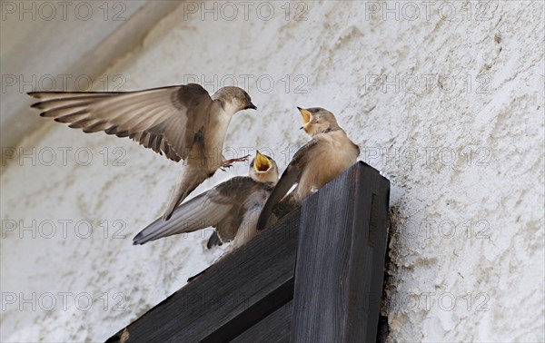 Eurasian eurasian crag martin