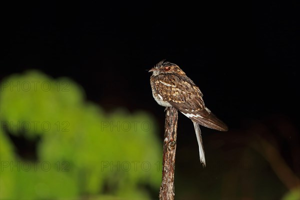 White-tailed Nightjar