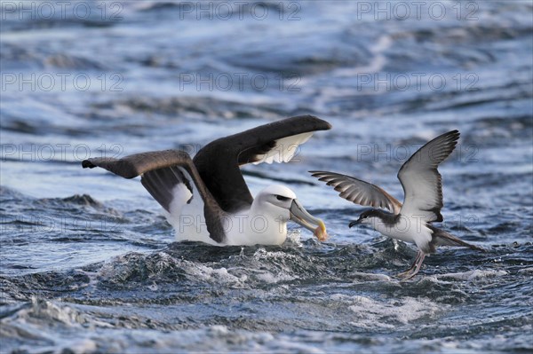 Adult White-headed Albatross