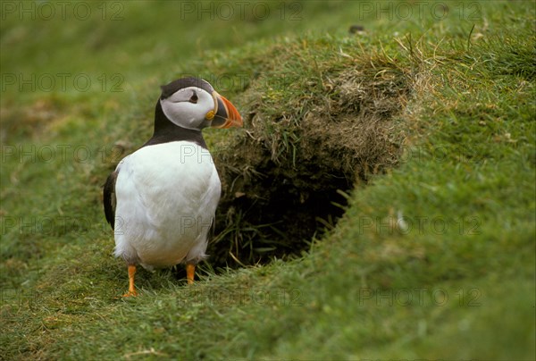 Puffin