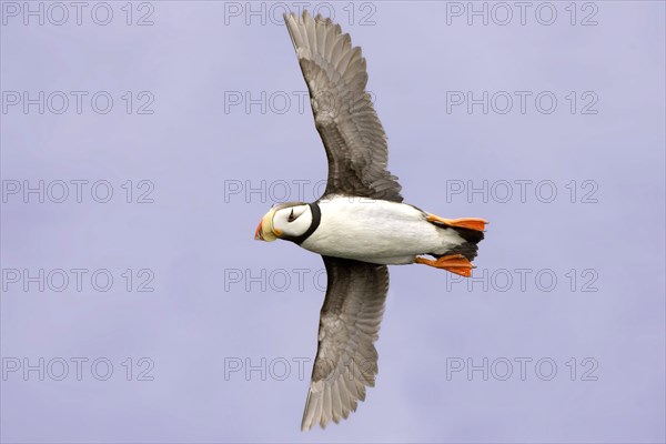 Horned Puffin