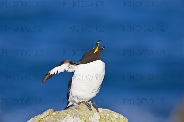 Razorbill