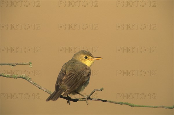 Melodious melodious warbler