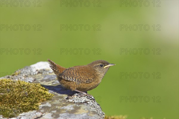 Shetland wren