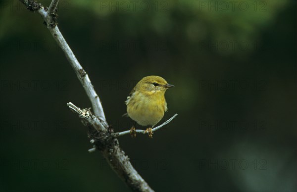 Baybreasted Warbler