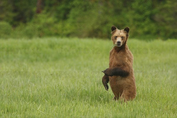 Grizzly Bear