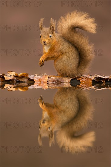 Eurasian red squirrel