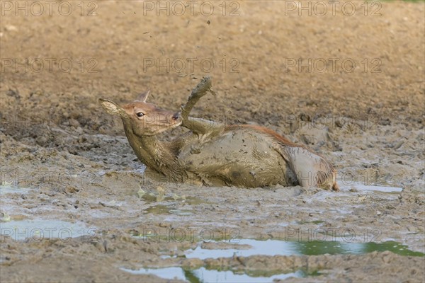 Red deer