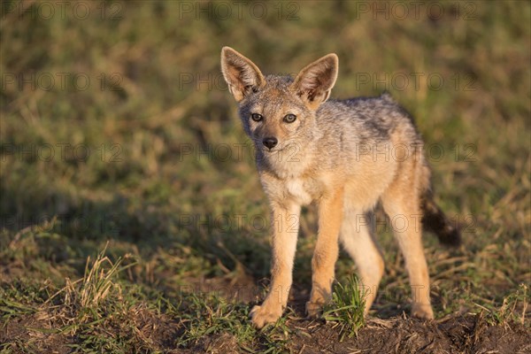 Black-backed jackals