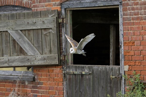 Common barn owl