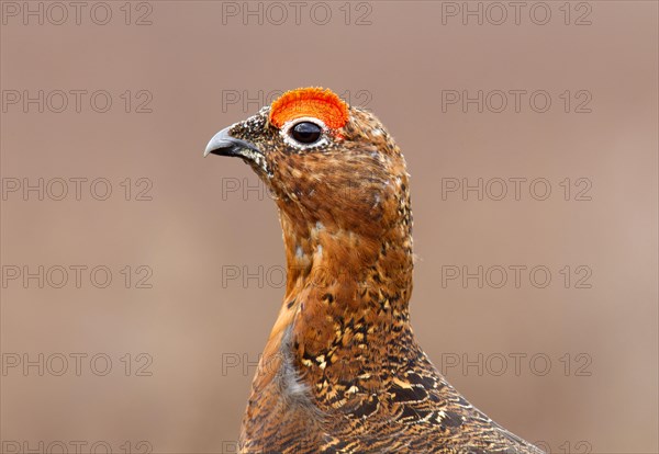 Red Grouse