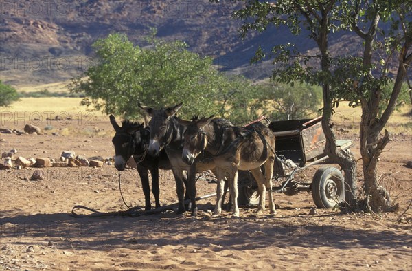 Donkey Donkey with cart in the shade of a tree