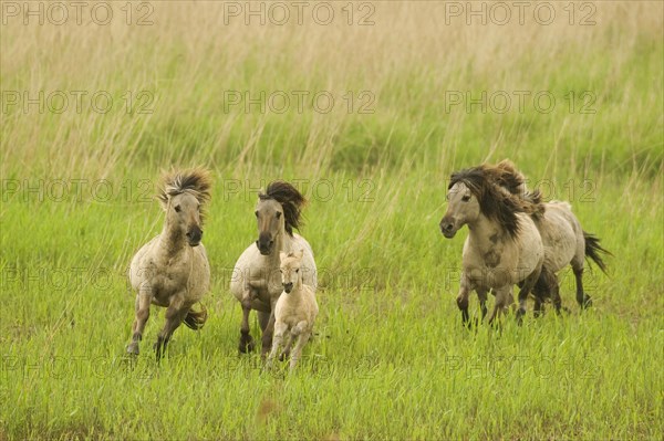 Konik domestic stallion