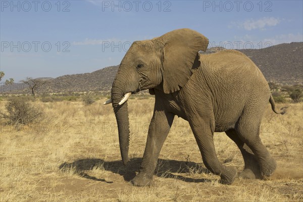 African elephant