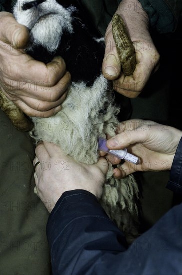 Sheep farming